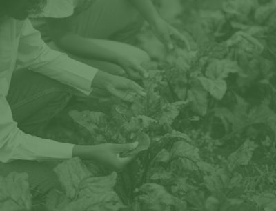 L’Agroécologie : Une Voie Vers une Harmonie Durable avec la Nature